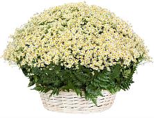 Цветочная композиция из Ромашки в корзине #REPLACE_PRED# Клявлино